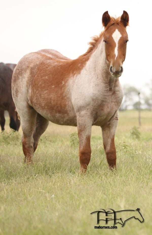 Blues Taffy's 2020 Roan Filly